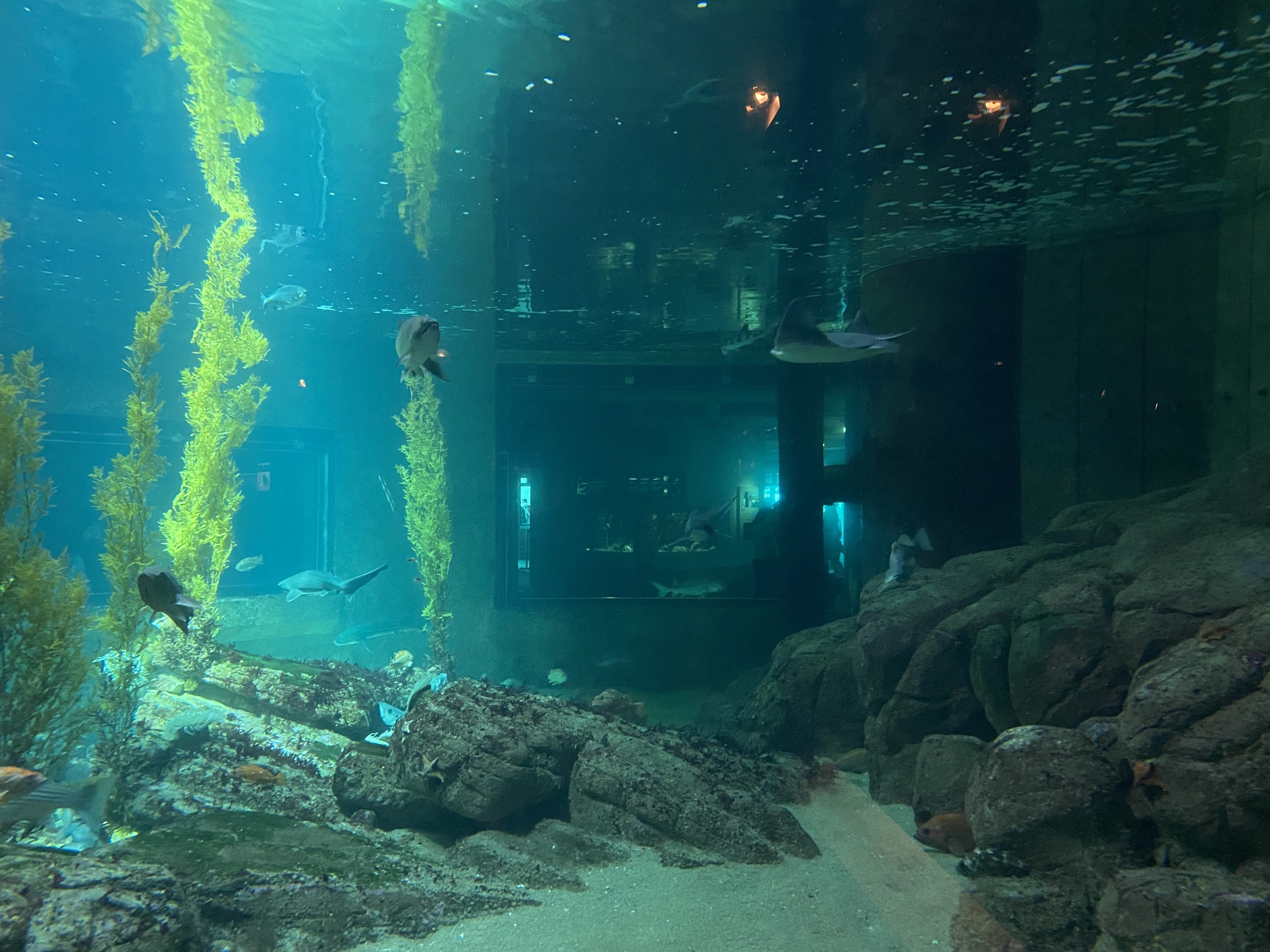 Monterey Bay Tank