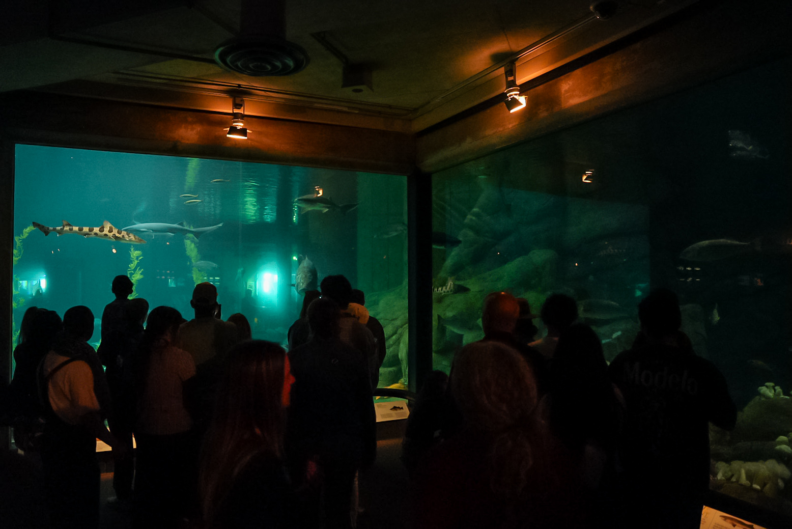 'Monterey Habitats' main tank (main viewing window)