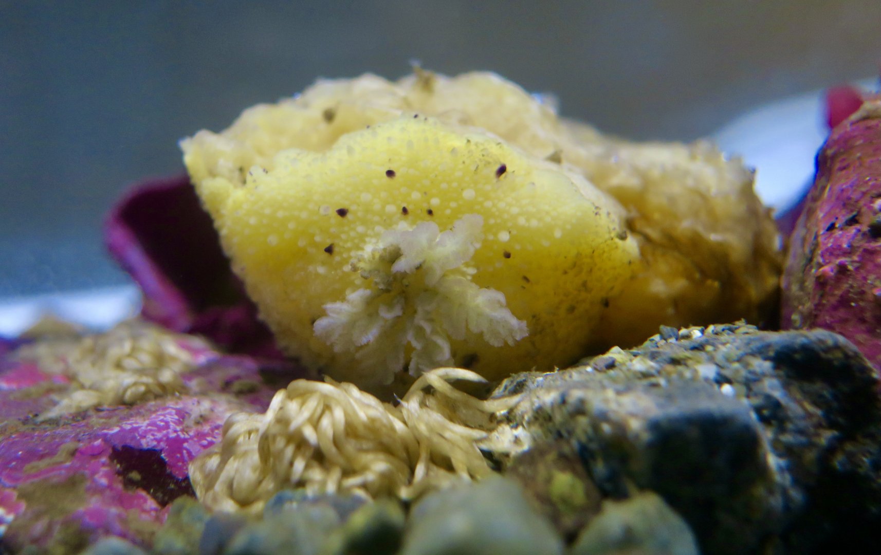 Monterey Sea Lemon Nudibranch (Doris montereyensis)