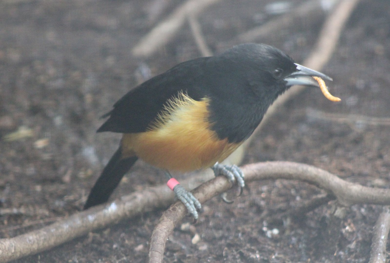 Monterrat oriole - male
