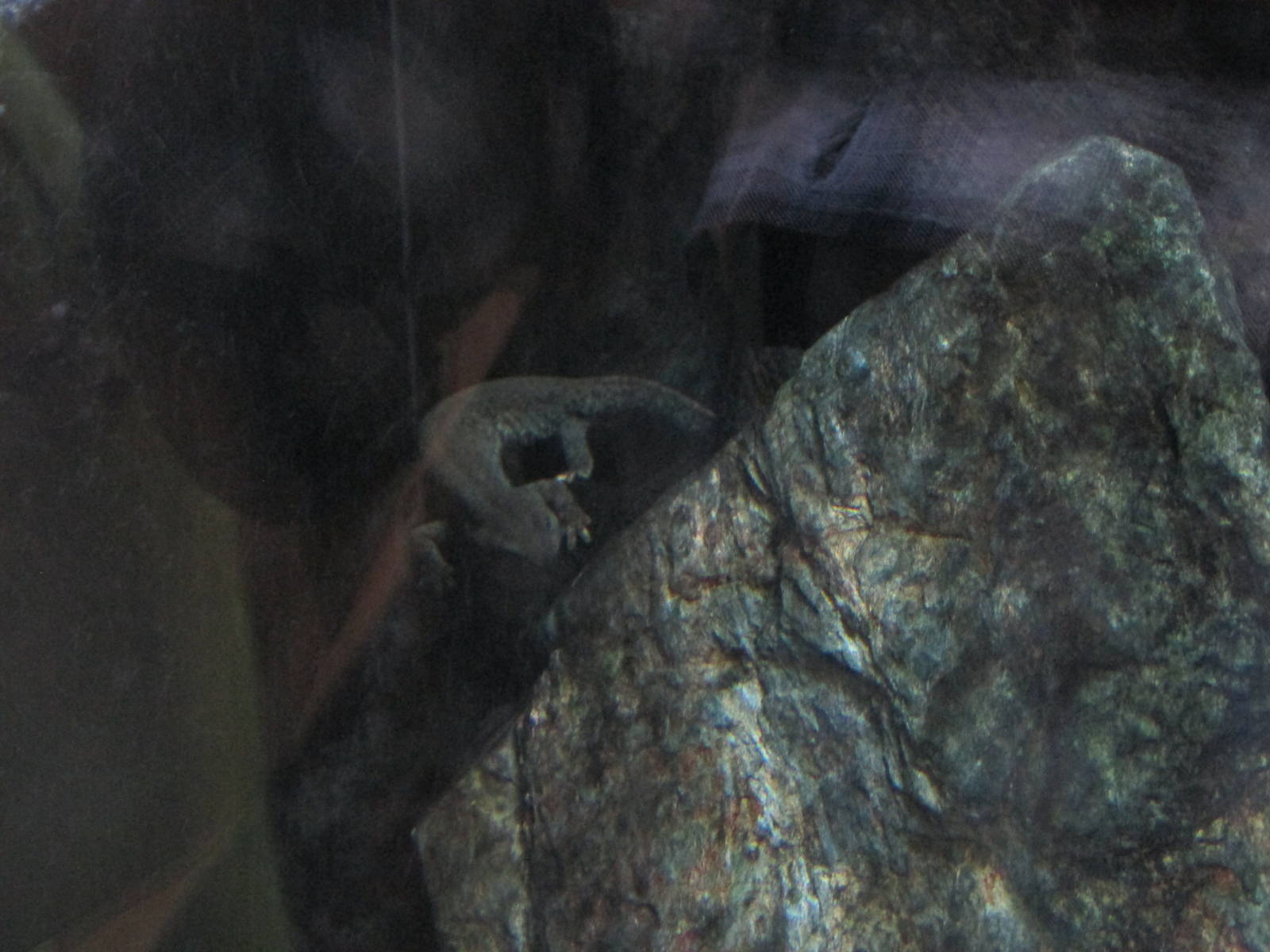 monteseny brook newt barcelona zoo