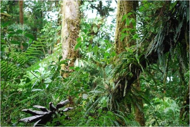 Monteverde Cloud Forest