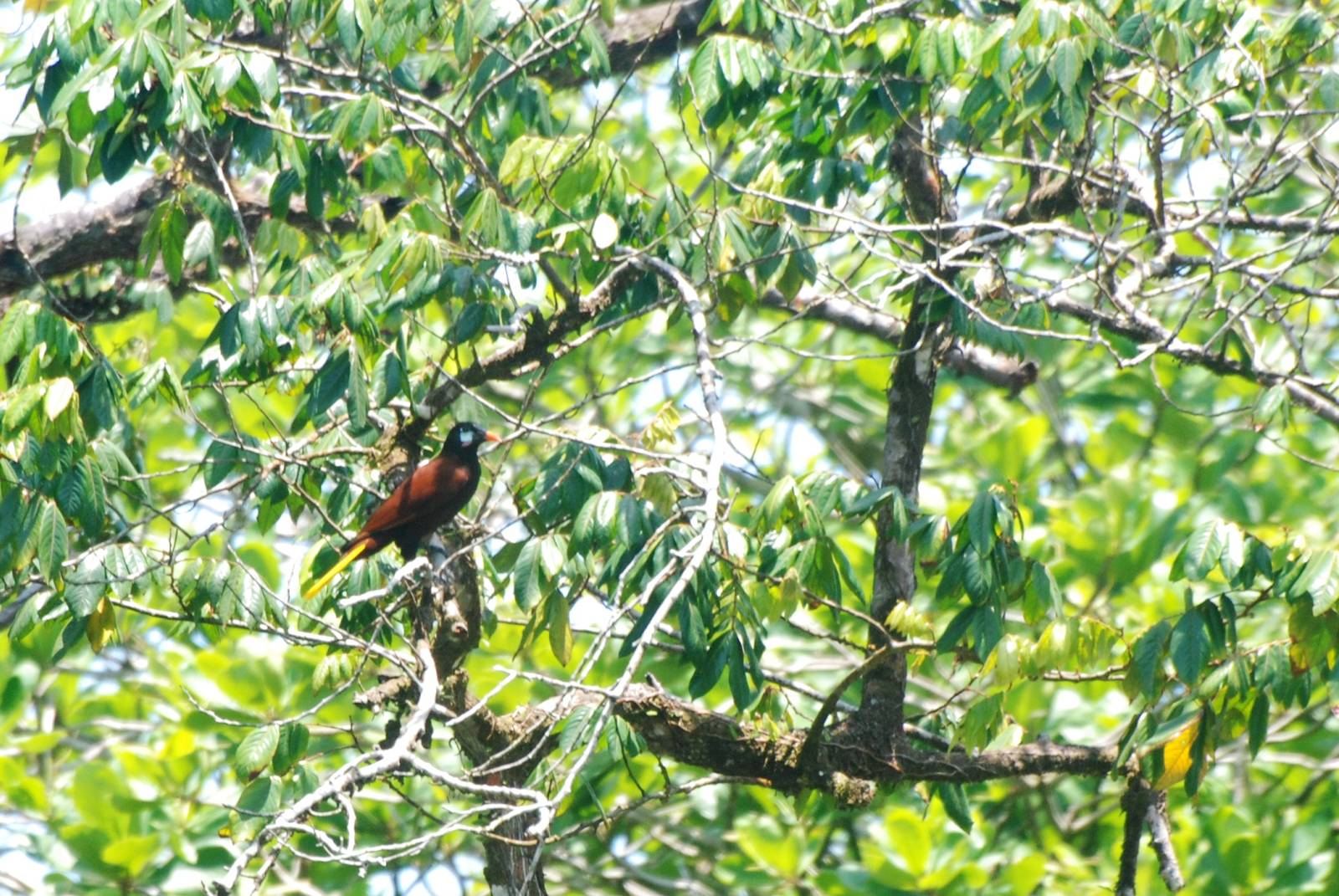 Montezuma Oropendola in Tortuguero, 13/03/14