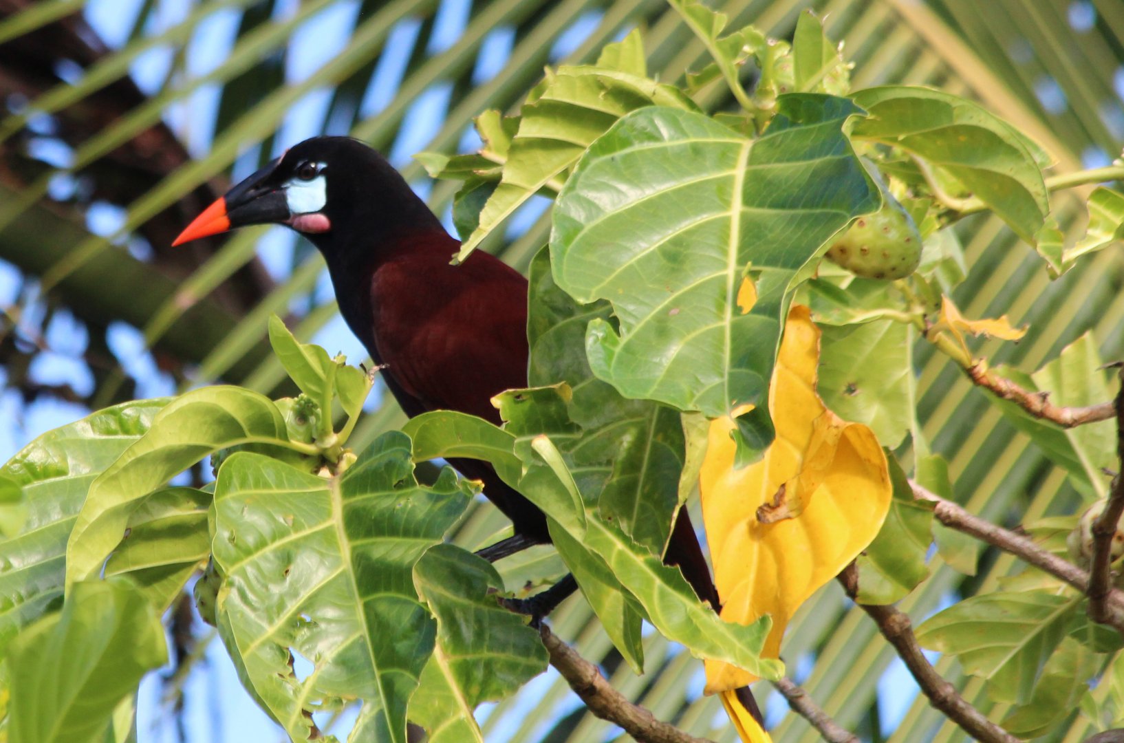 Montezuma Oropendola - Mar 2019