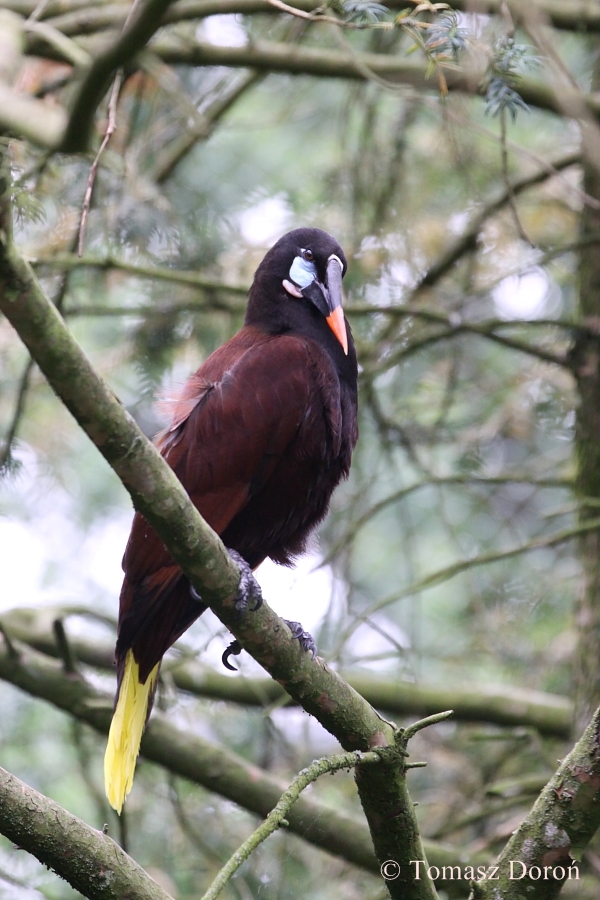 Montezuma Oropendola (Psarocolius montezuma)
