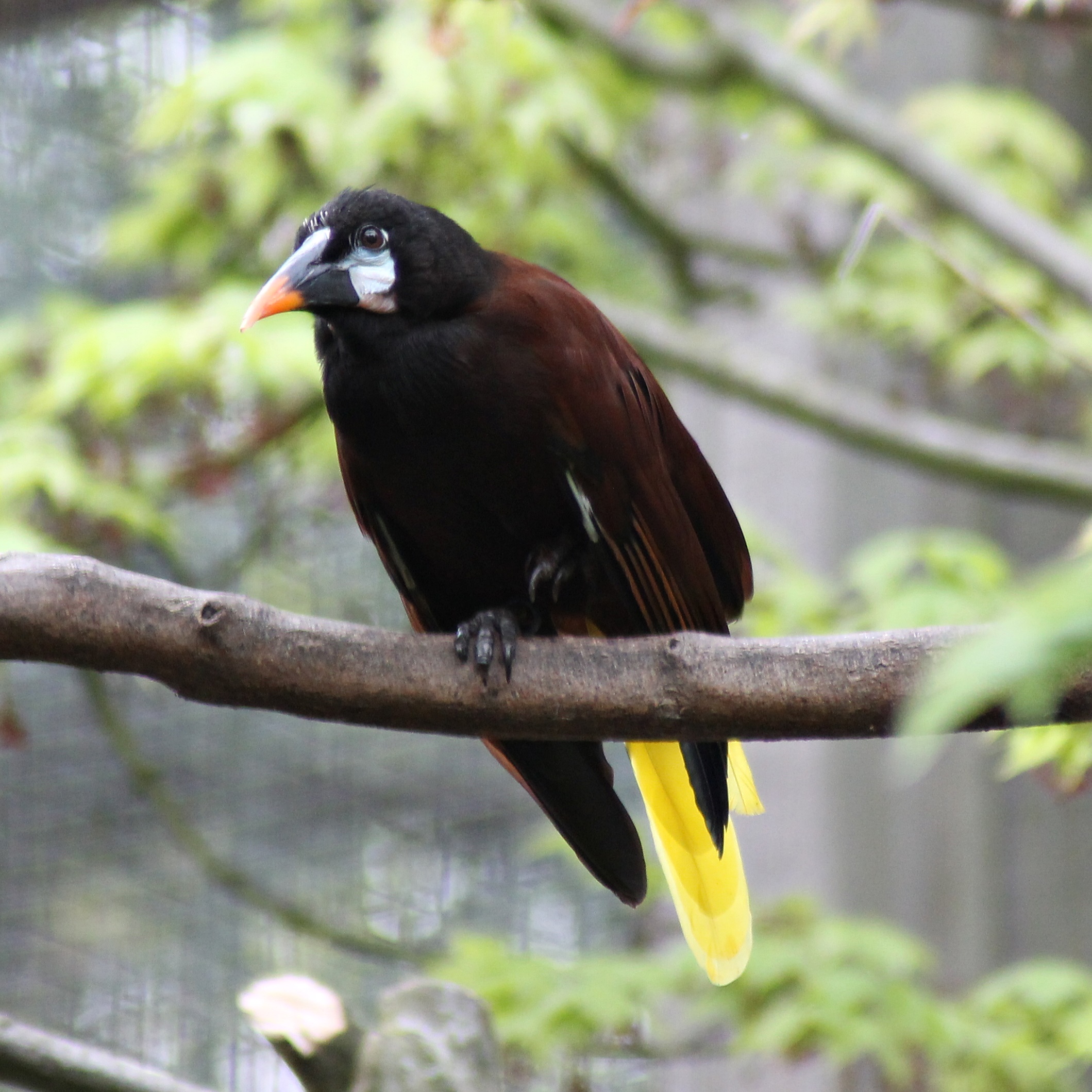Montezuma oropendola (Psarocolius montezuma)