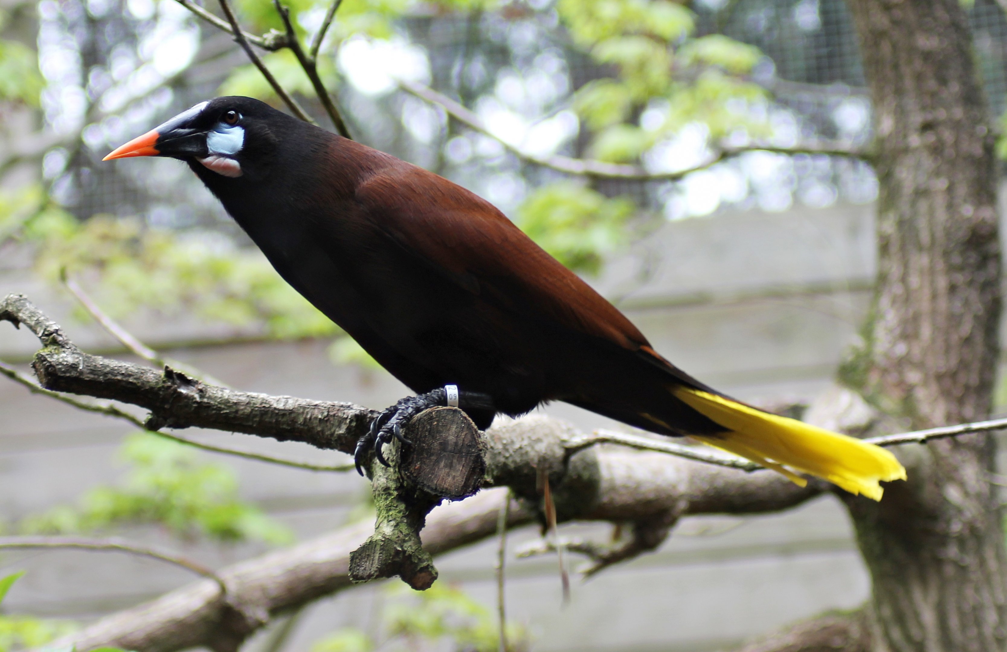 Montezuma oropendola (Psarocolius montezuma)