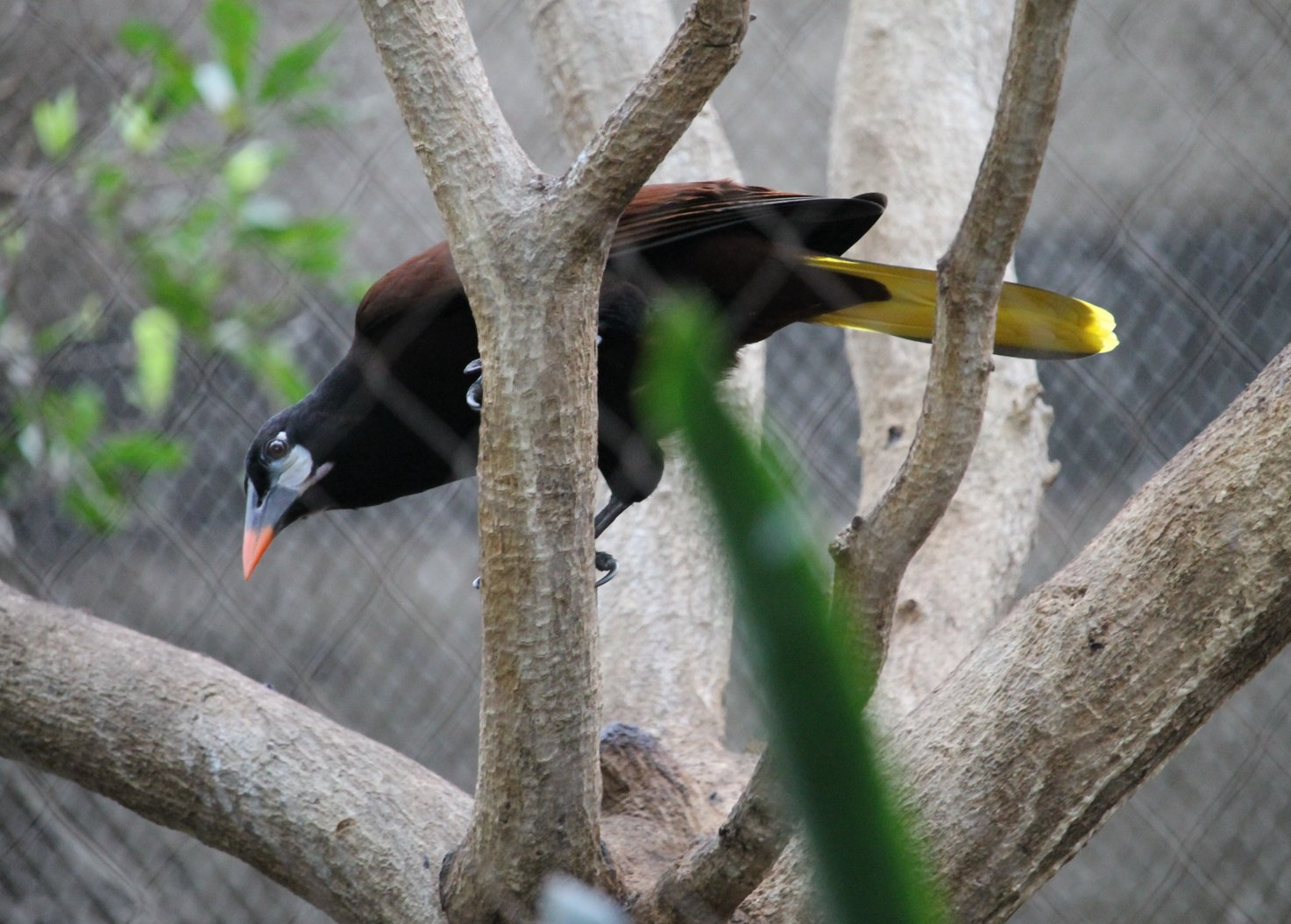 Montezuma Oropendola (Psarocolius montezuma)