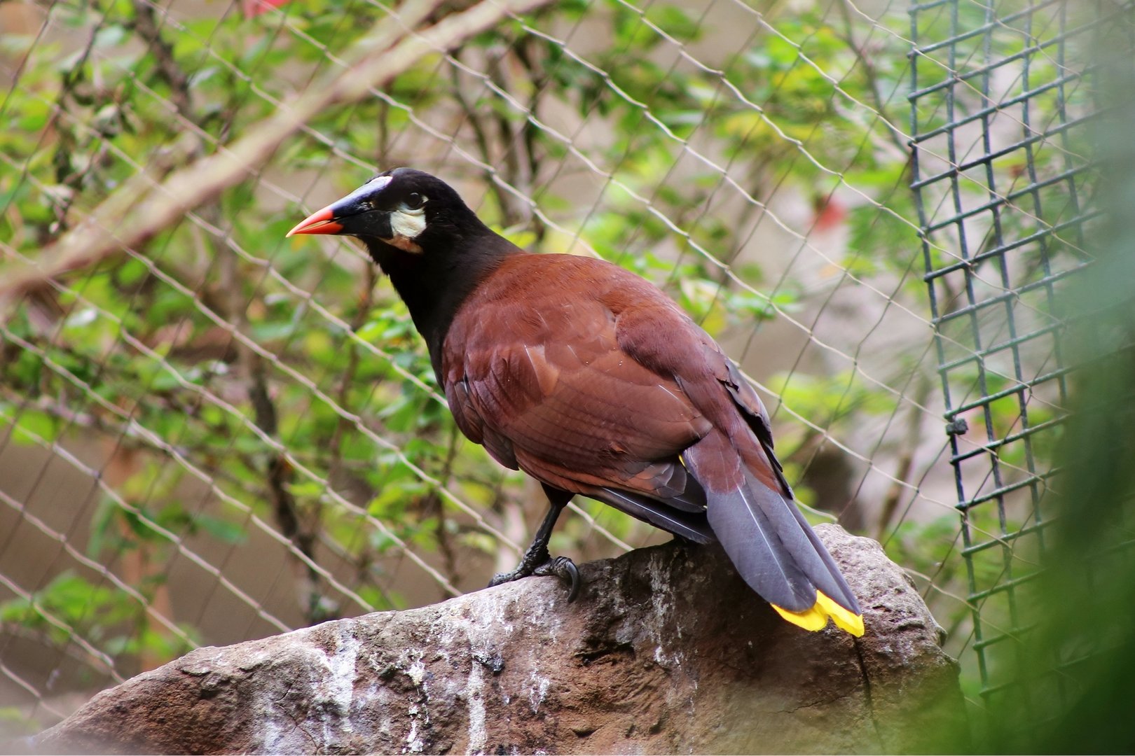 Montezuma Oropendola (Psarocolius montezuma)