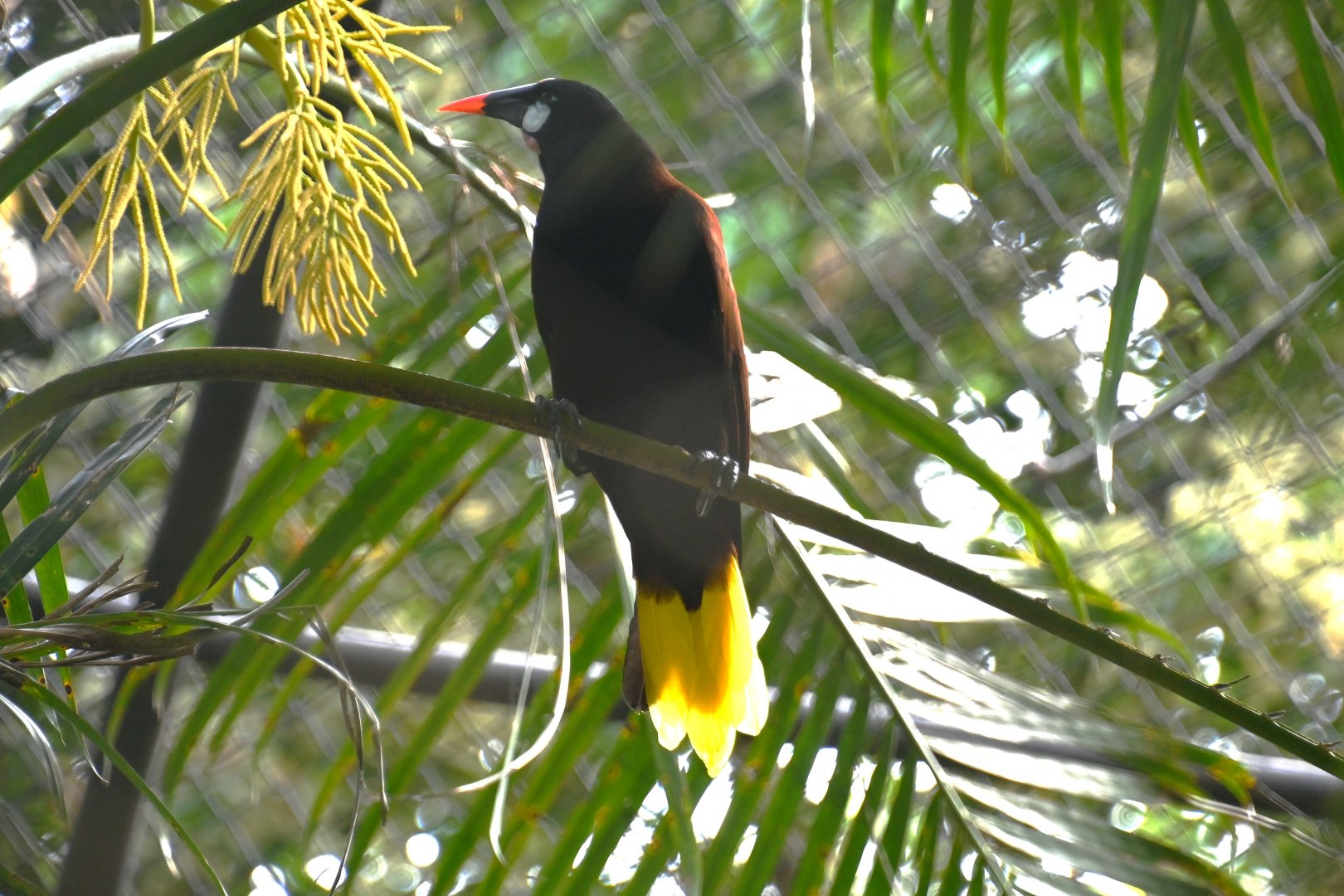 Montezuma oropendola (Psarocolius montezuma)