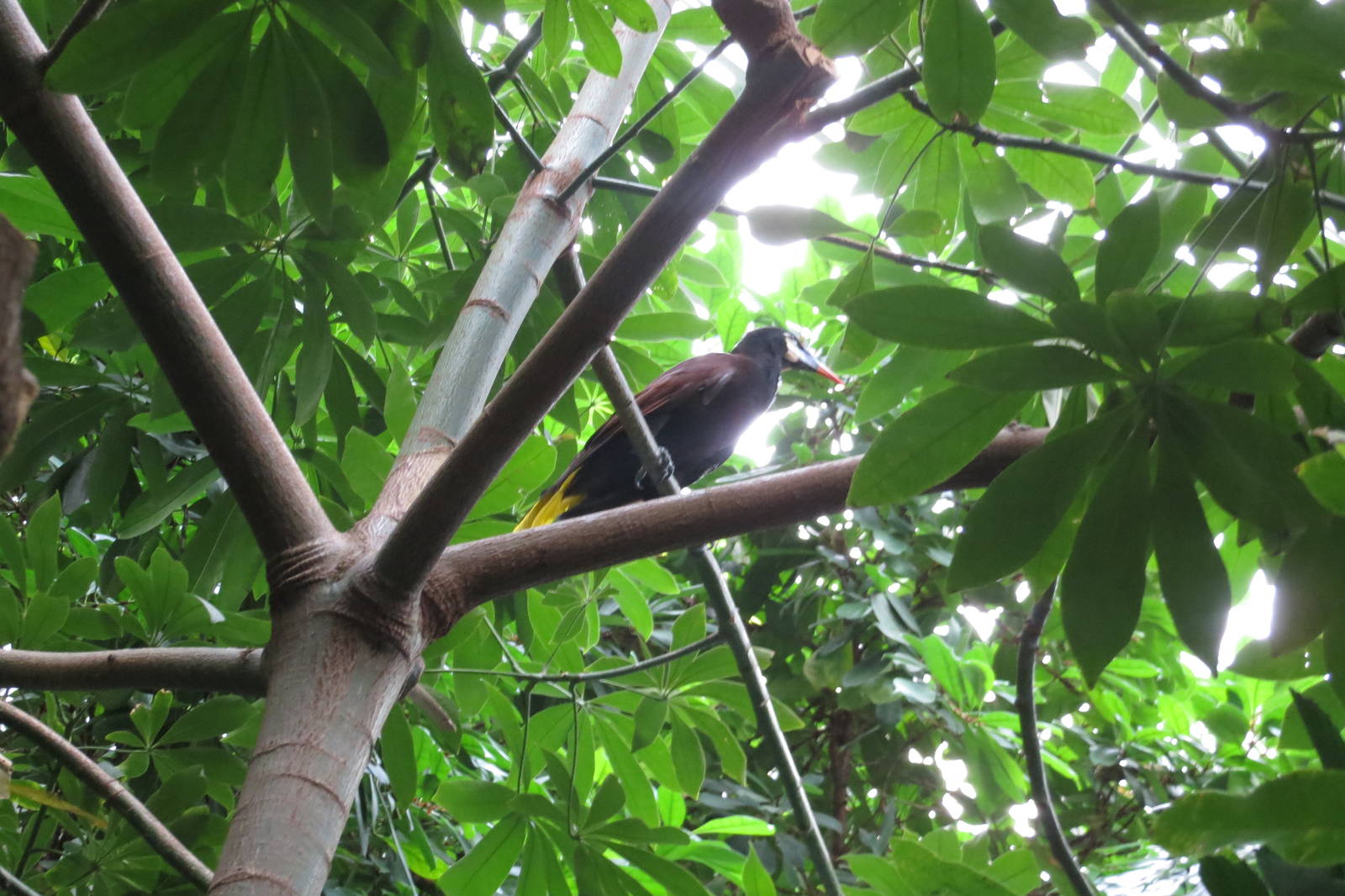 Montezuma Oropendola - World of Birds 031215