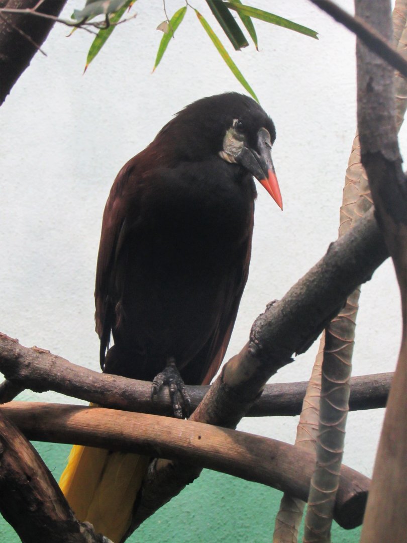 Montezuma oropendola