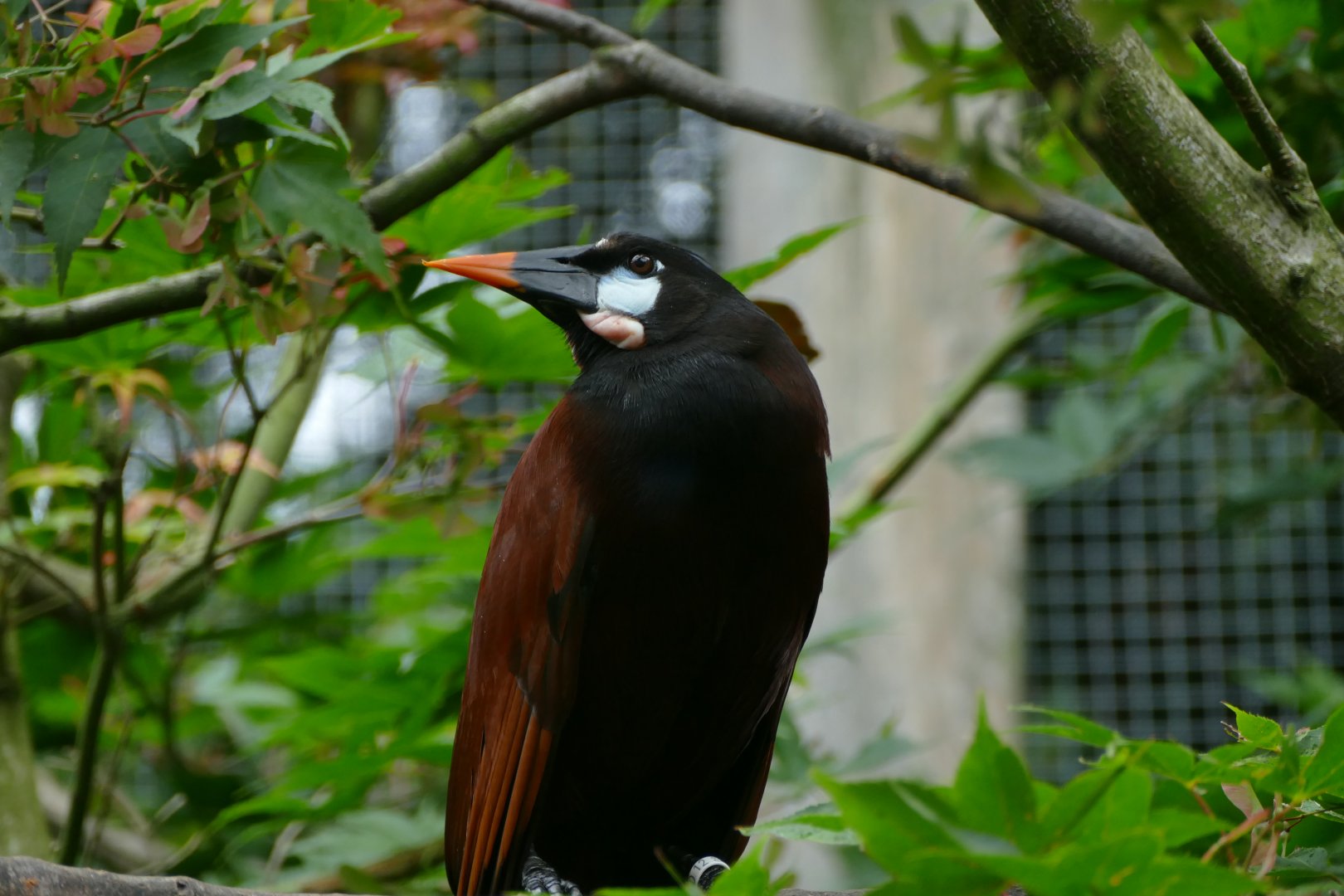 Montezuma oropendola