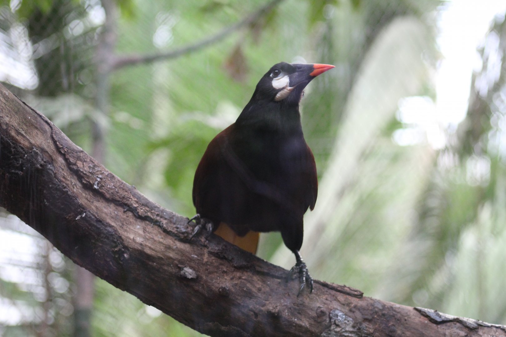 Montezuma Oropendola