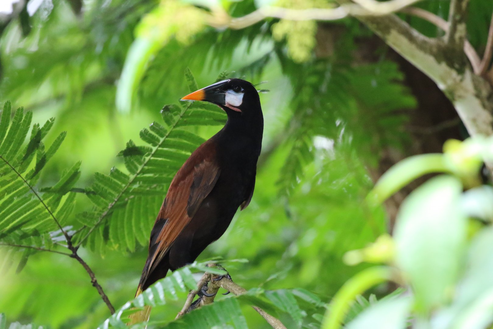 Montezuma Oropendola