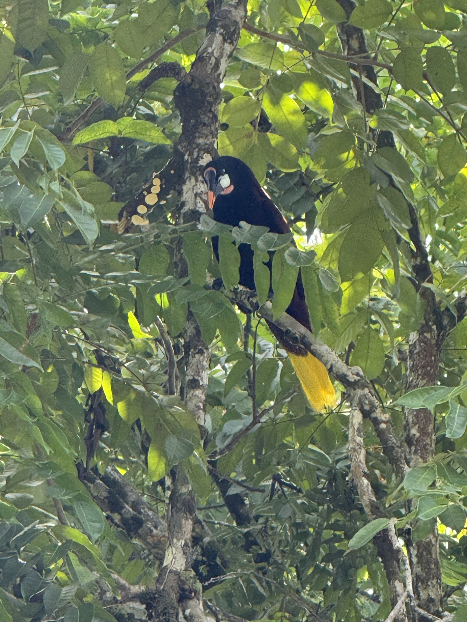 Montezuma oropendola