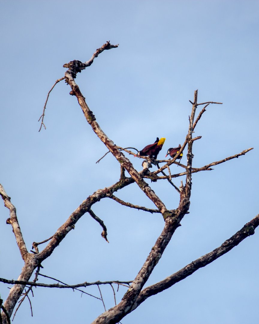 Montezuma oropendolas, Psarocolius montezuma