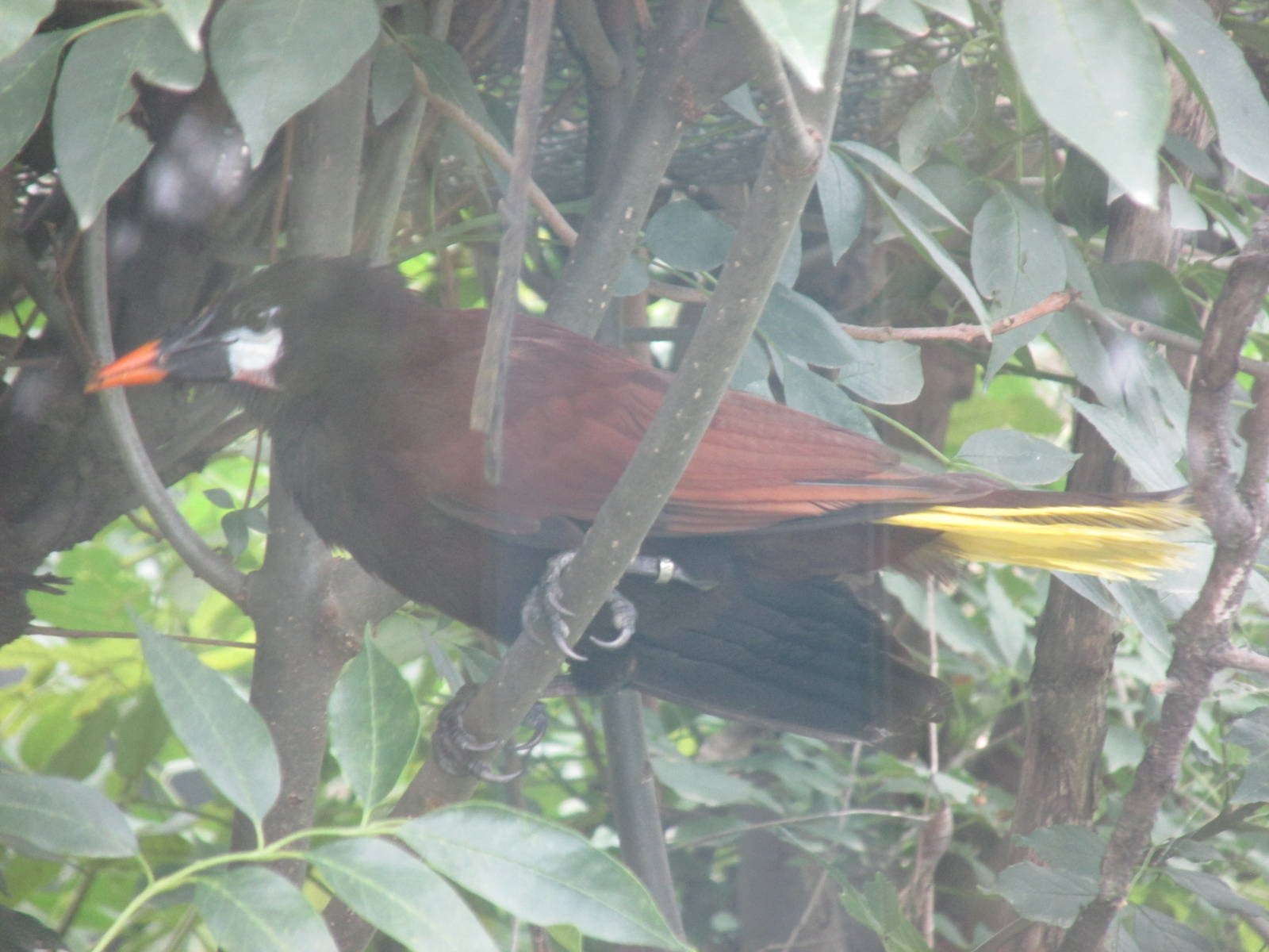 montezuma oropendula zoologico del altiplano