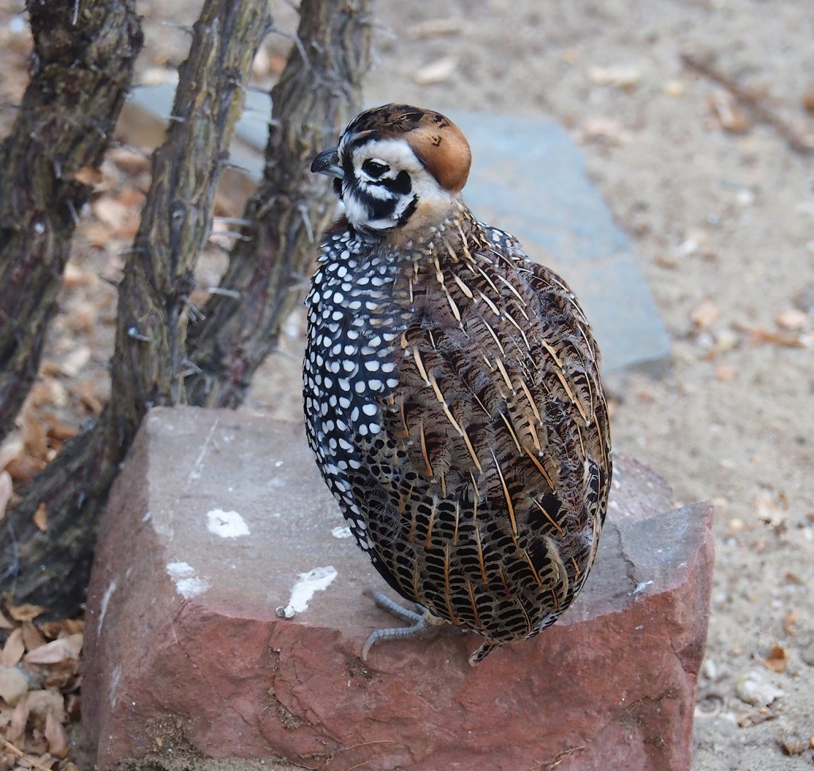 Montezuma quail (Cyrtonyx montezumae), 2023-10-07