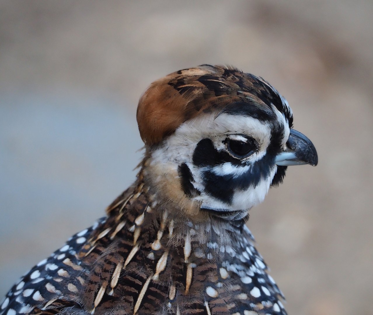 Montezuma quail (Cyrtonyx montezumae), 2023-10-07