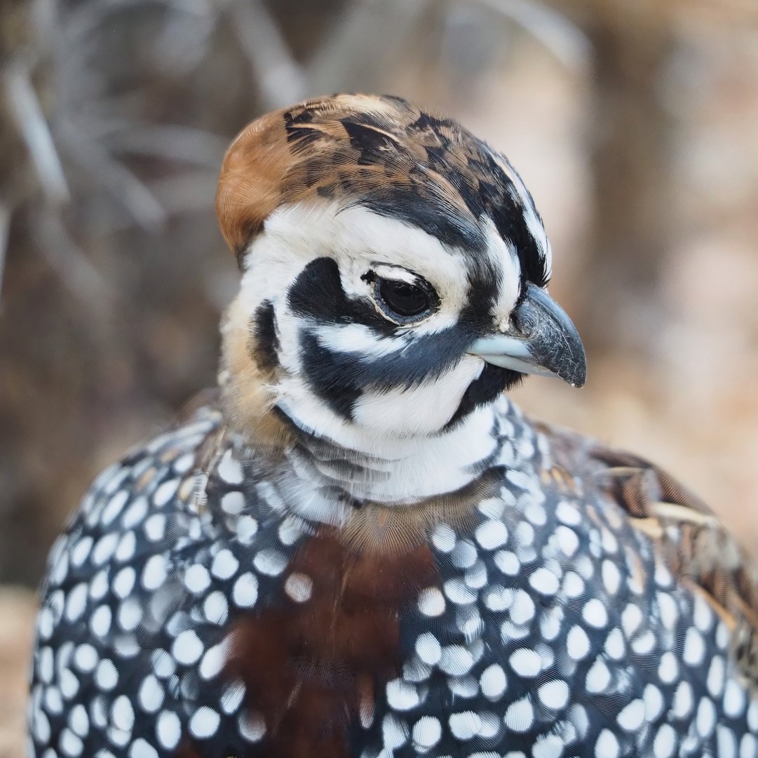 Montezuma quail (Cyrtonyx montezumae), 2023-10-07