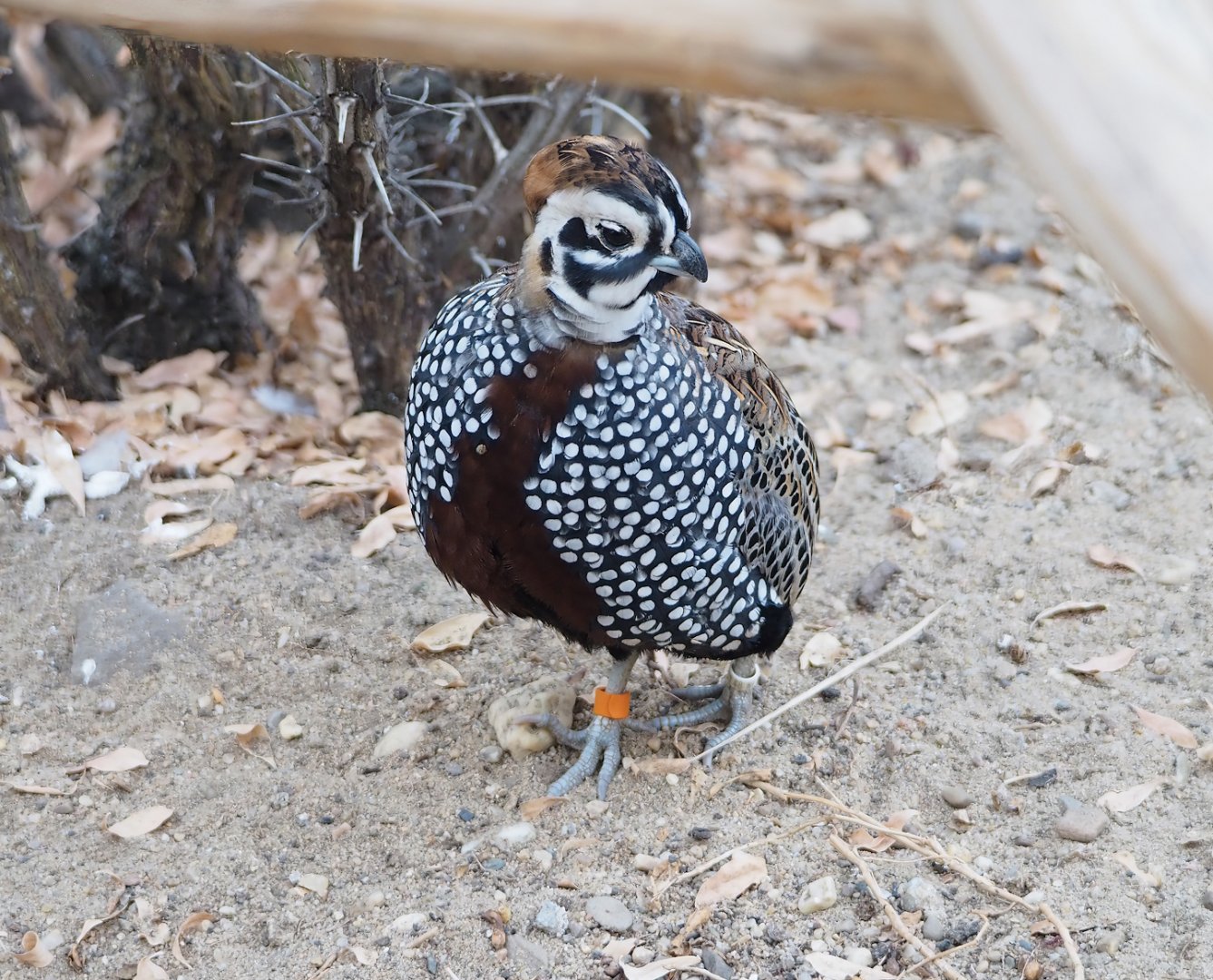 Montezuma quail (Cyrtonyx montezumae), 2023-10-07