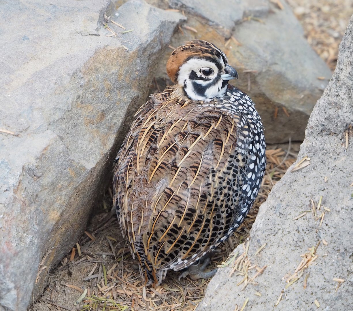 Montezuma quail (Cyrtonyx montezumae), 2023-10-07