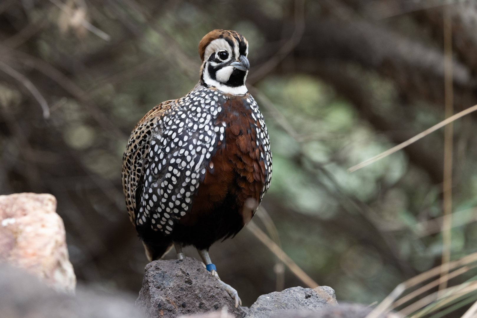 Montezuma Quail (Cyrtonyx montezumae) - Desert
