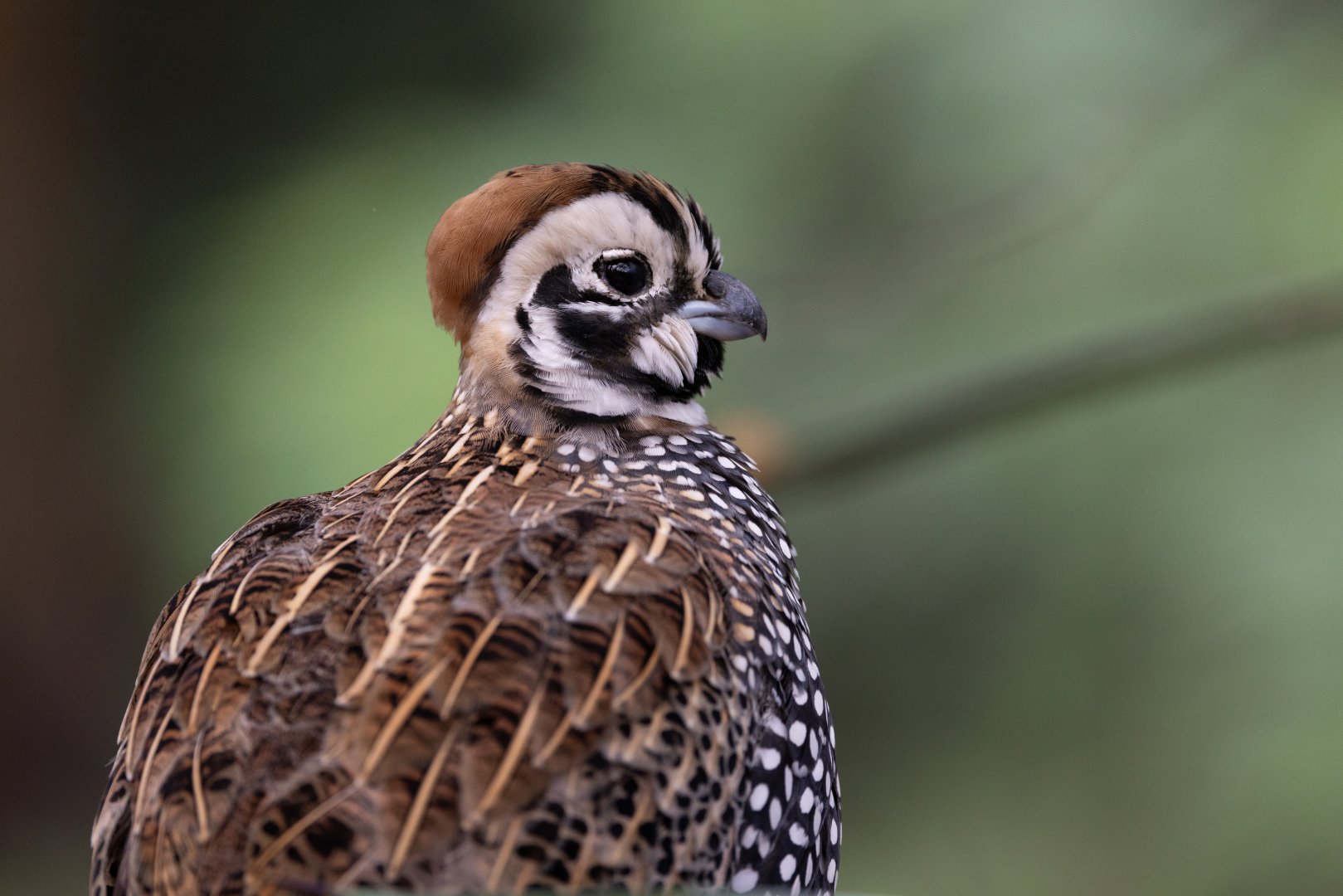 Montezuma Quail (Cyrtonyx montezumae) - Desert