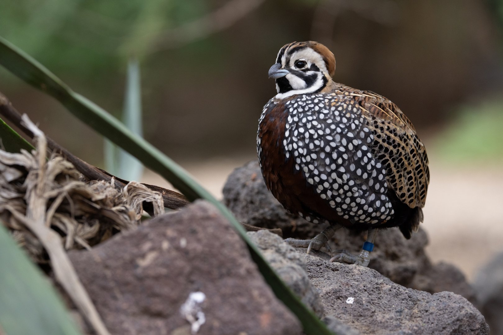 Montezuma Quail (Cyrtonyx montezumae) - Desert