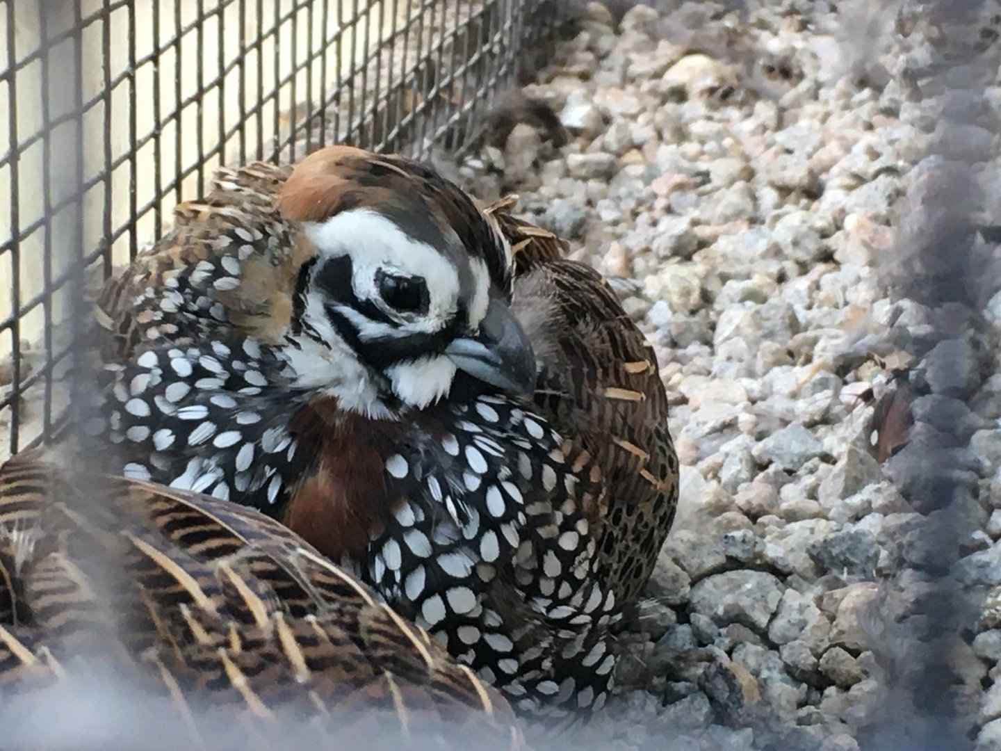 Montezuma Quail Cyrtonyx montezumae)