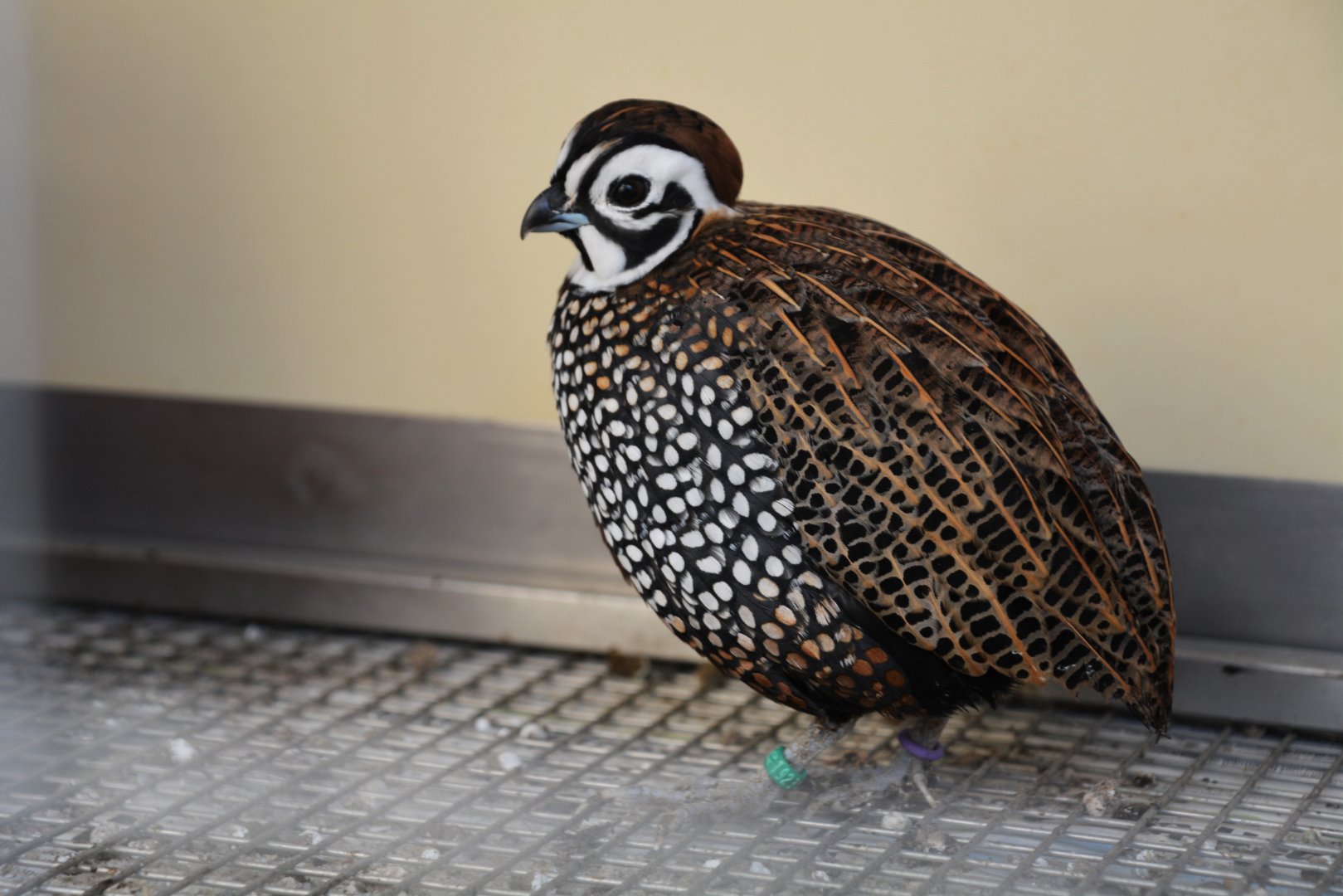 Montezuma quail (Cyrtonyx montezumae)