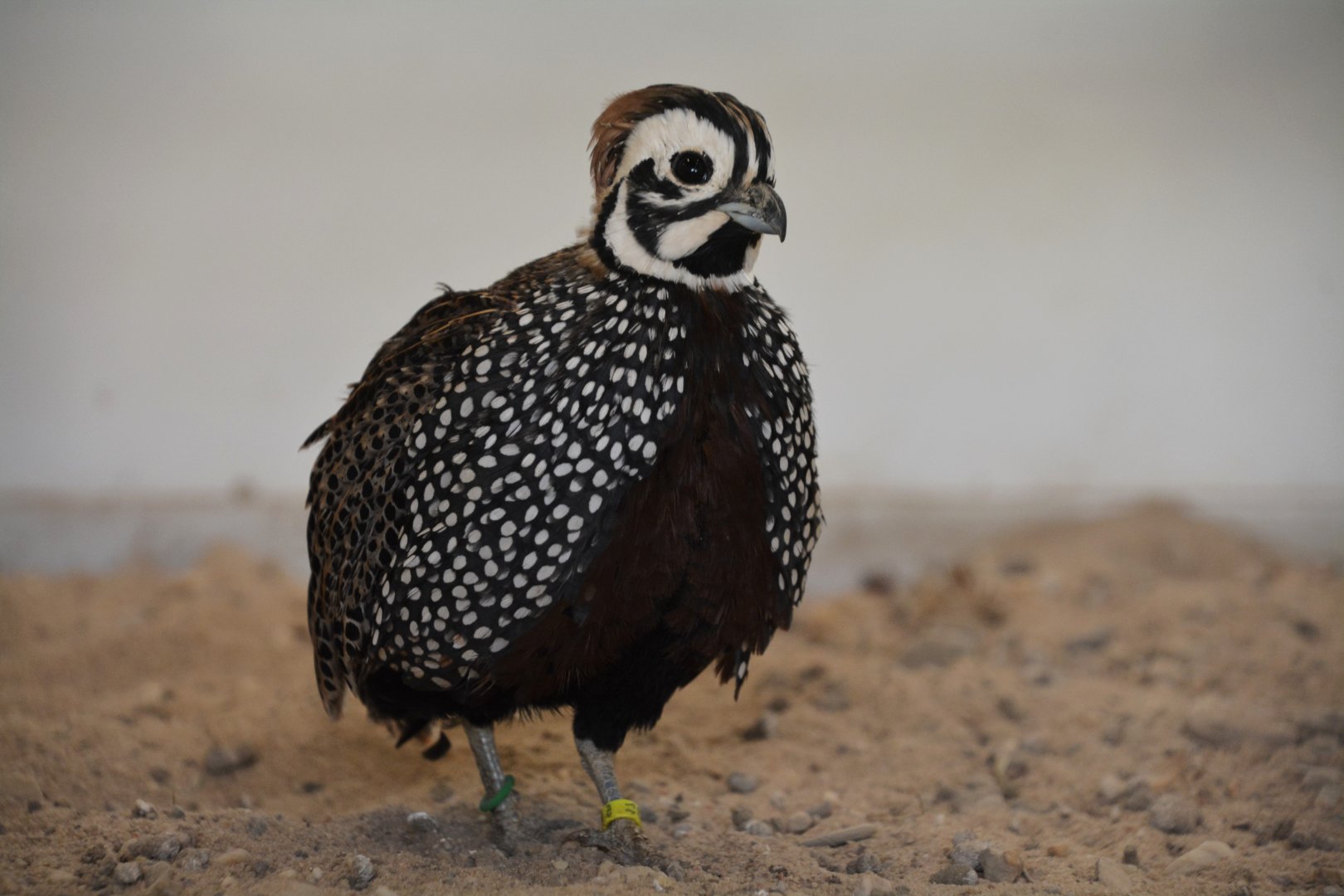Montezuma quail (Cyrtonyx montezumae)