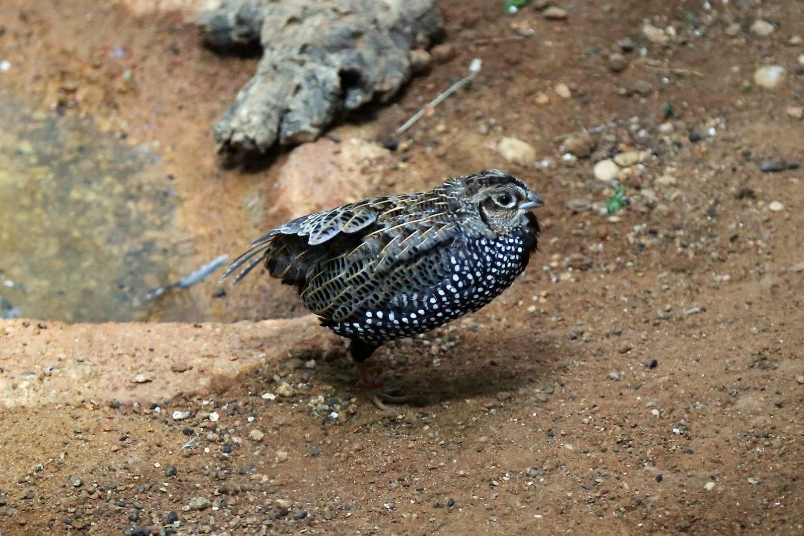 Montezuma Quail (Cyrtonyx montezumae)