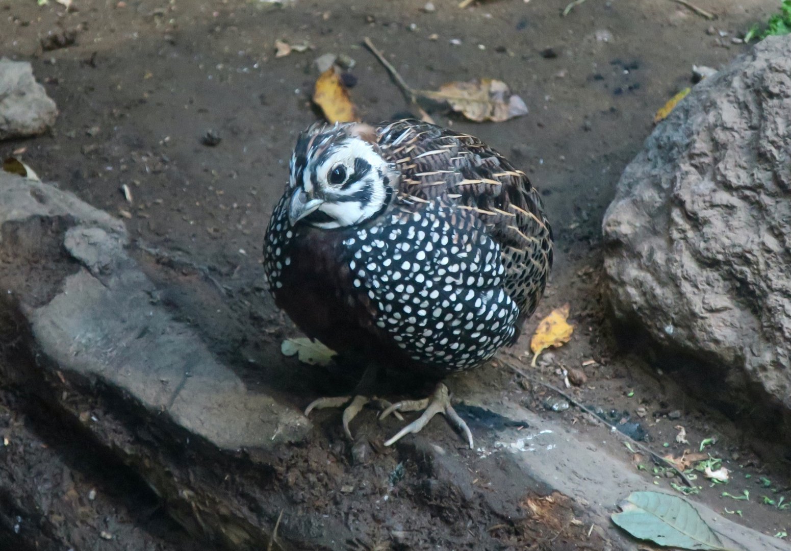 Montezuma Quail (Cyrtonyx montezumae)