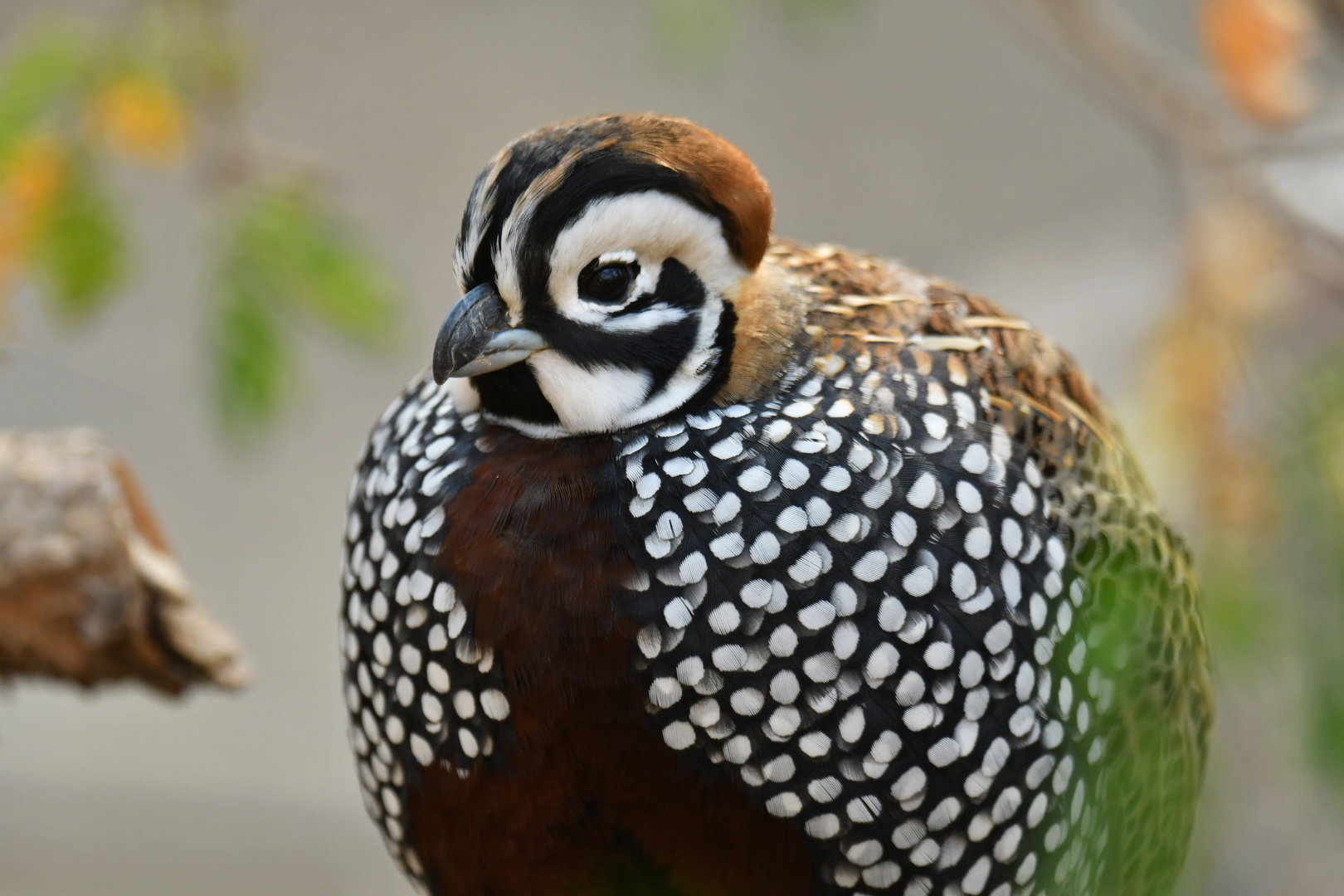 Montezuma Quail Cyrtonyx montezumae