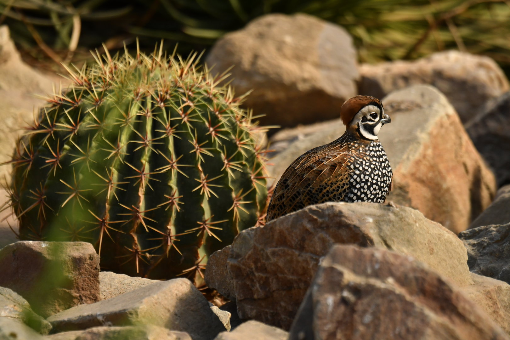Montezuma Quail Cyrtonyx montezumae
