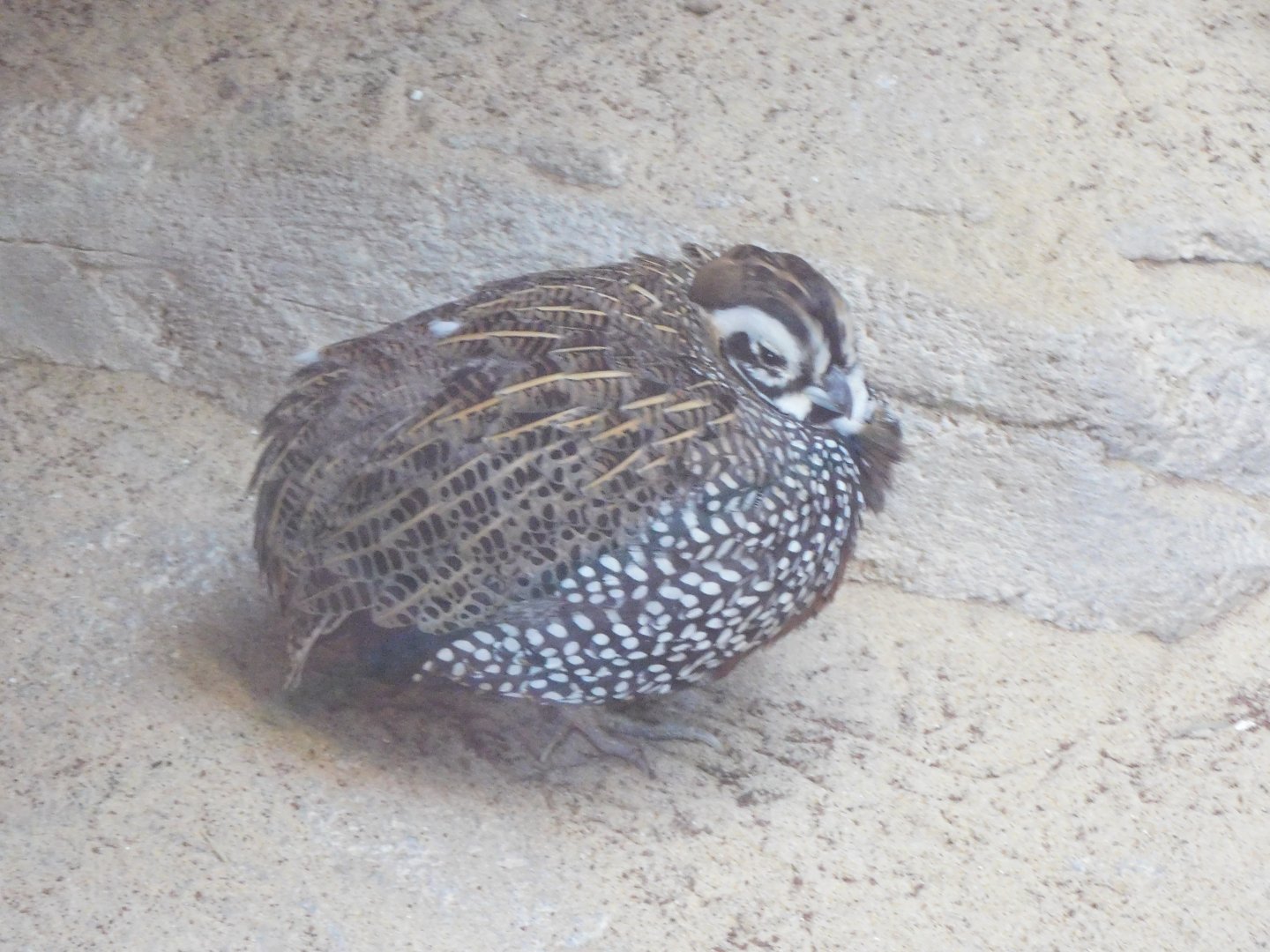 Montezuma quail
