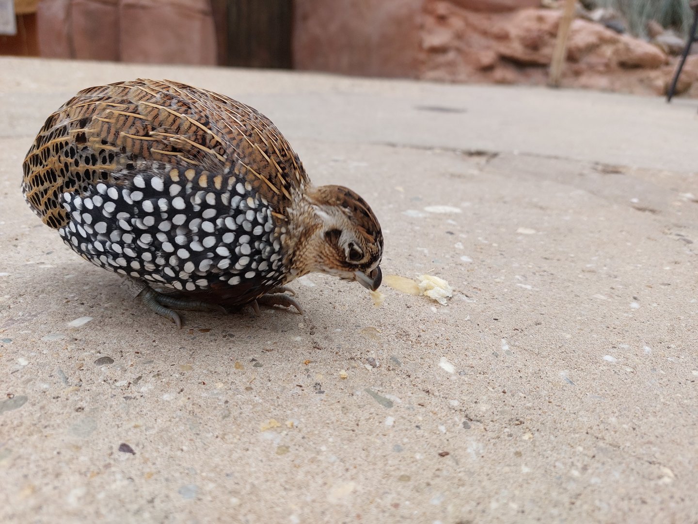 Montezuma quail