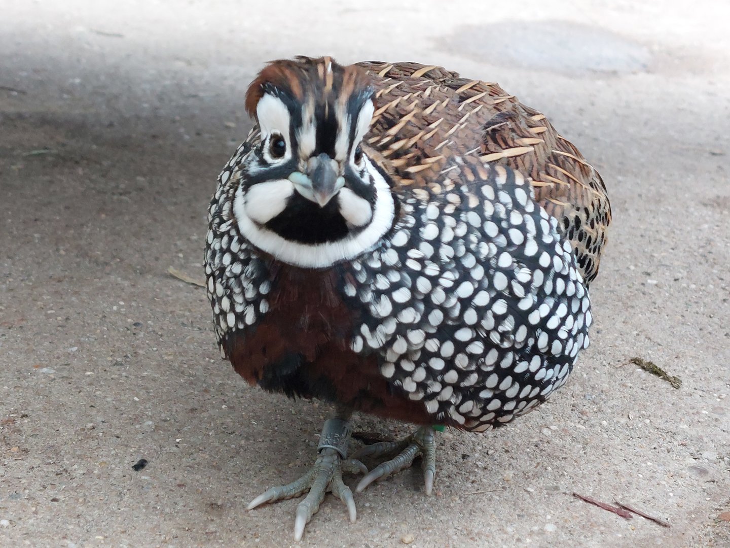 Montezuma quail