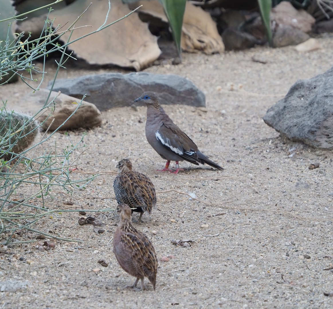 Montezuma quails (Cyrtonyx montezumae) and White-winged dove (Zenaida asiatica),2023-10-07
