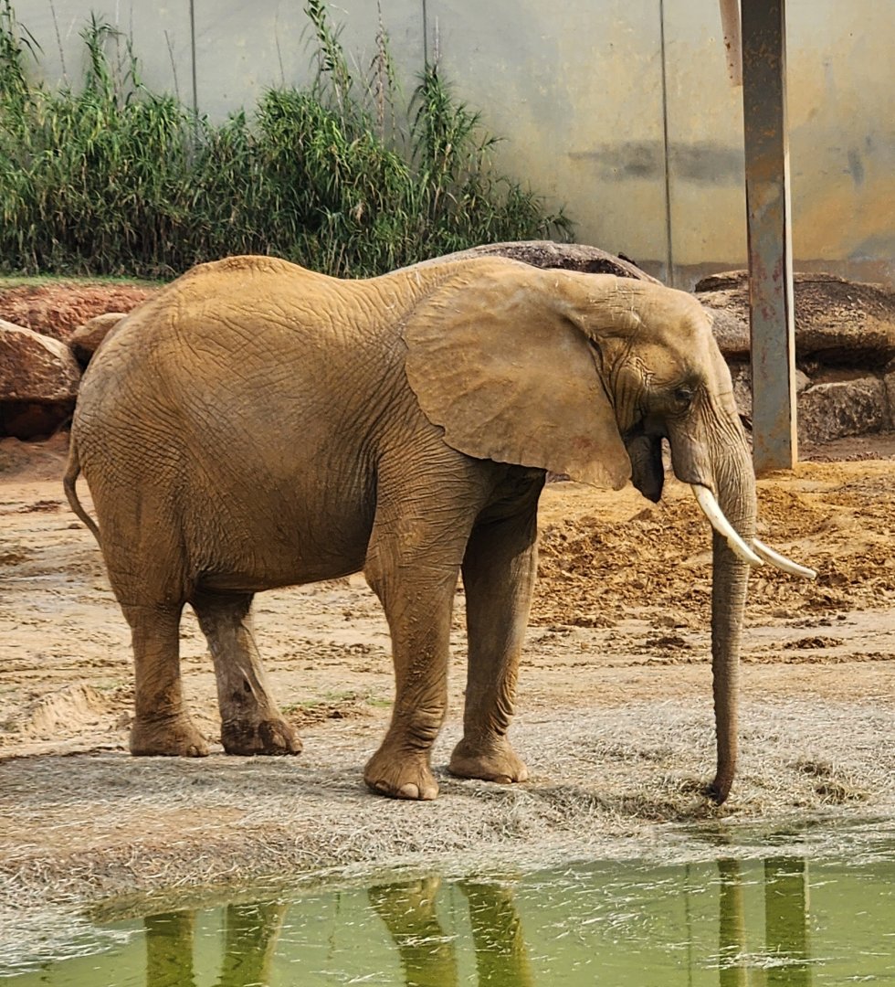 Montgomery Zoo - African Elephant