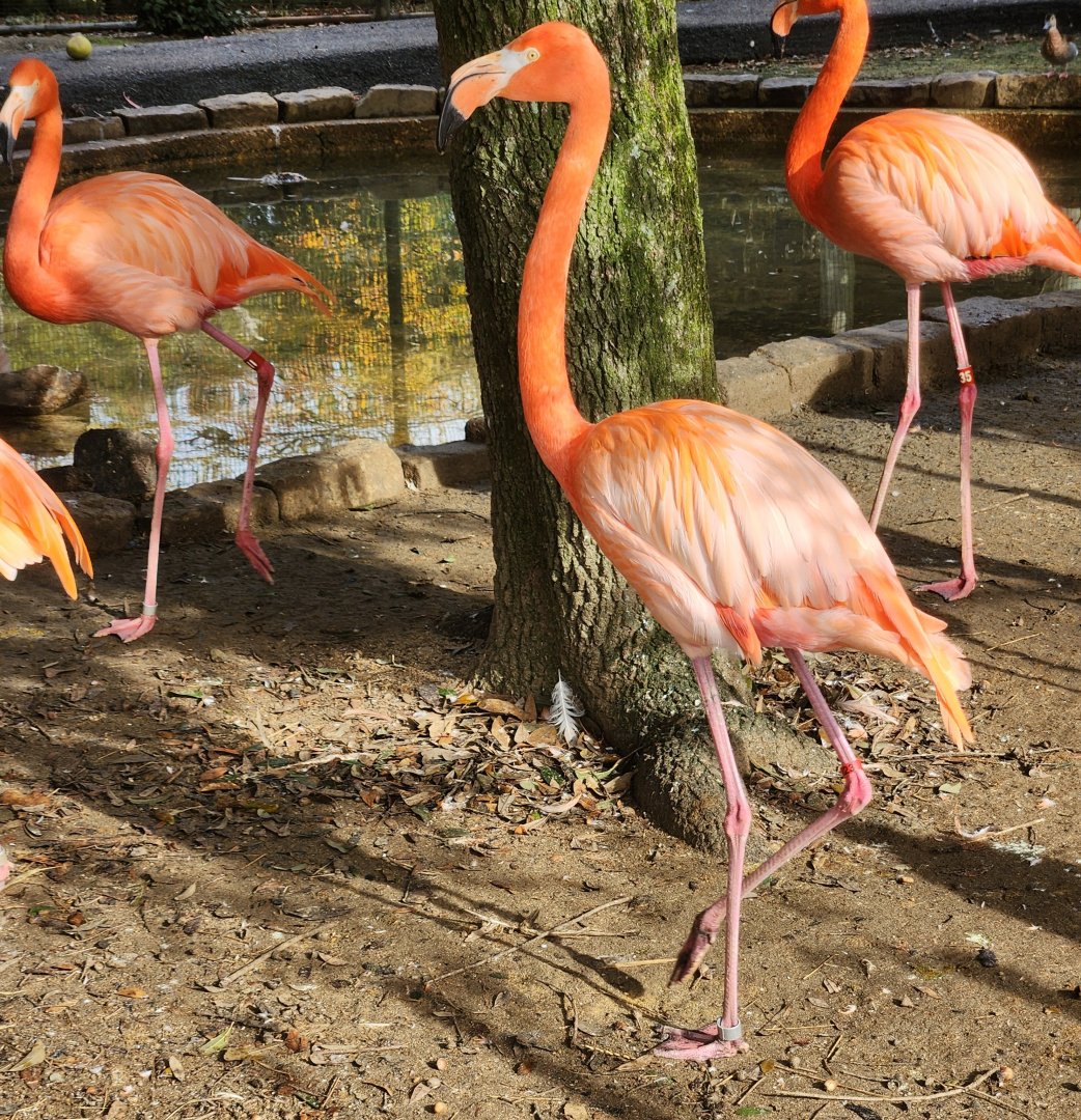 Montgomery Zoo - American Flamingo