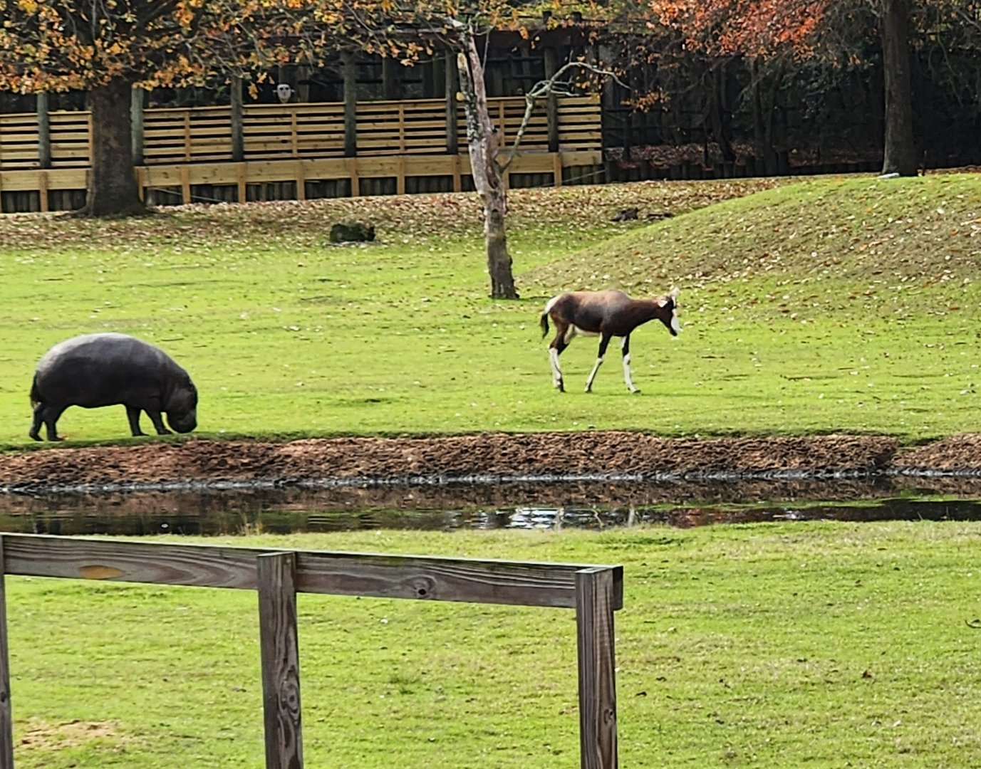 Montgomery Zoo - Best of friends