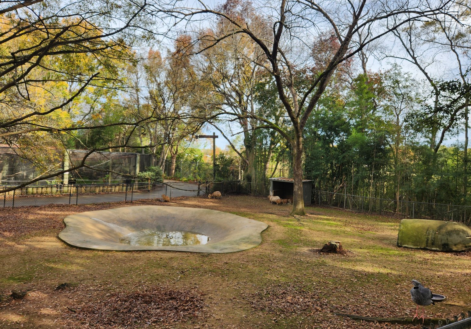 Montgomery Zoo - Capybara/screamer yard