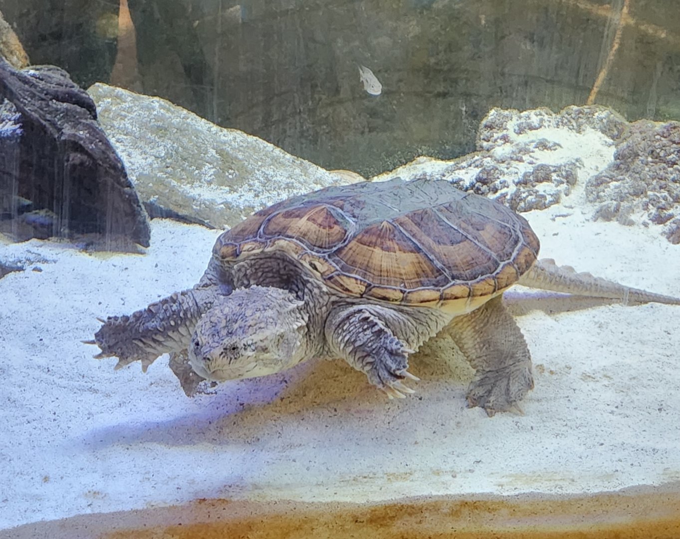 Montgomery Zoo - Common Snapping Turtle