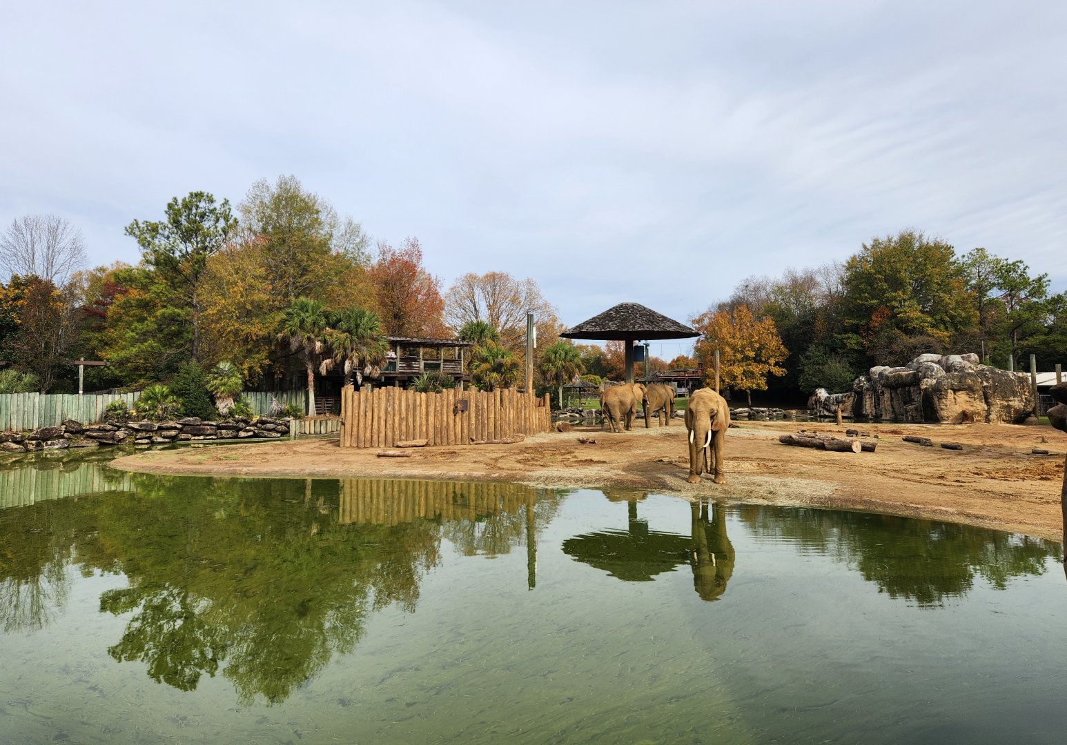 Montgomery Zoo - Elephant viewing