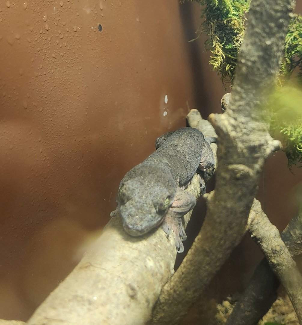 Montgomery Zoo - Gehyra marginata