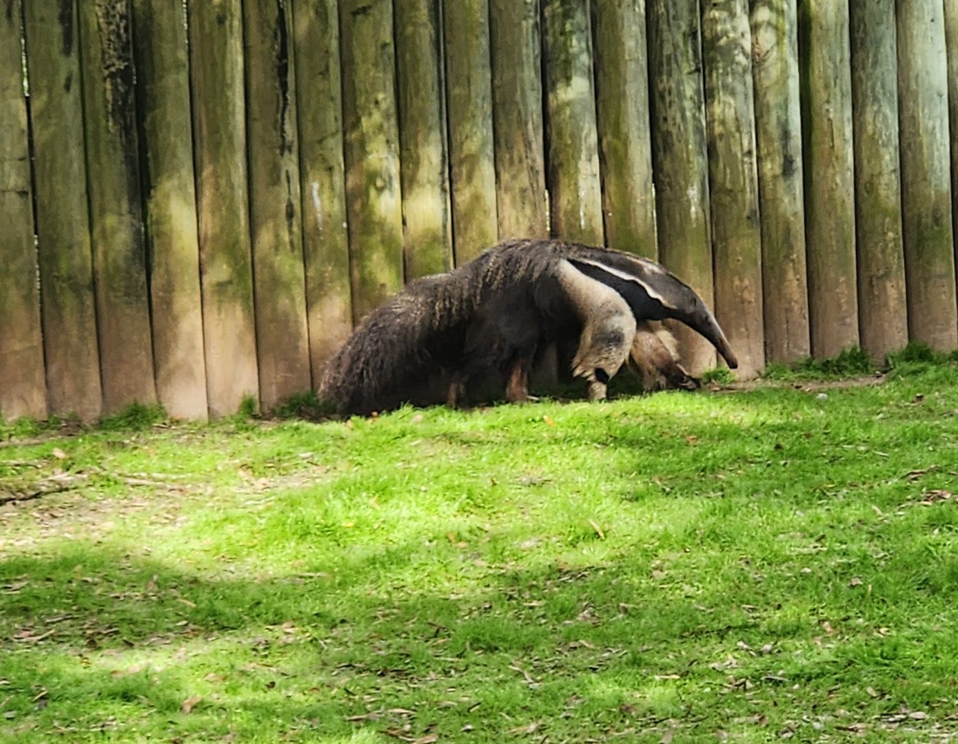 Montgomery Zoo - Giant Anteater