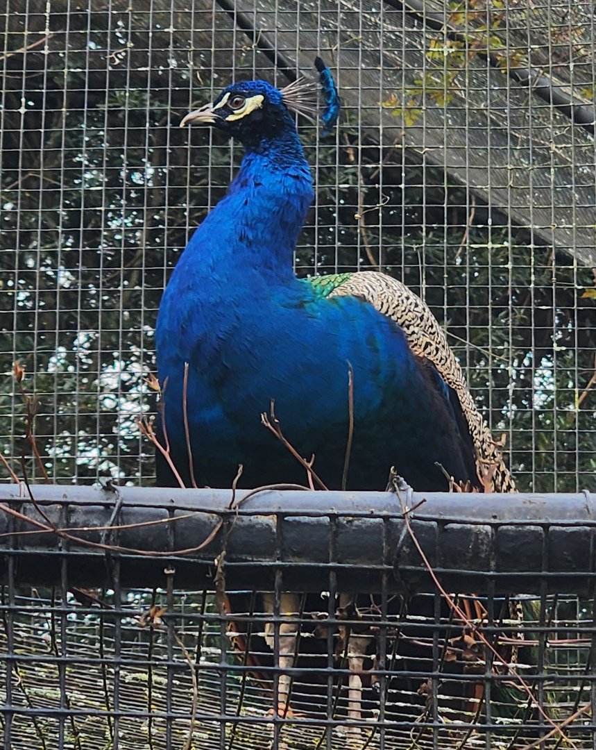 Montgomery Zoo - Indian Peafowl